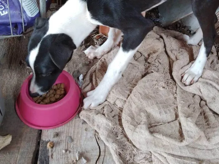 Cachorro ra a SRD-ViraLata idade 7 a 11 meses nome Lua