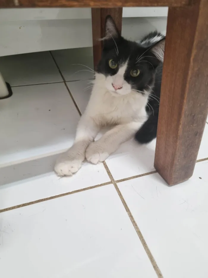 Gato ra a SRD-ViraLata idade 2 a 6 meses nome Frajola Linda