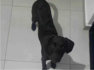 Cachorro raça SRD-ViraLata idade 2 a 6 meses nome Destruidor 