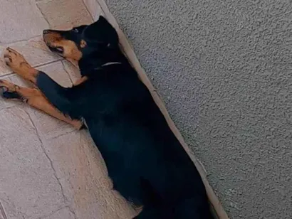 Cachorro raça SRD-ViraLata idade 2 a 6 meses nome Meg Ptchula 