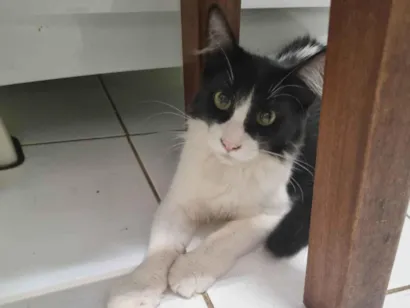 Gato raça SRD-ViraLata idade 2 a 6 meses nome Frajola Linda