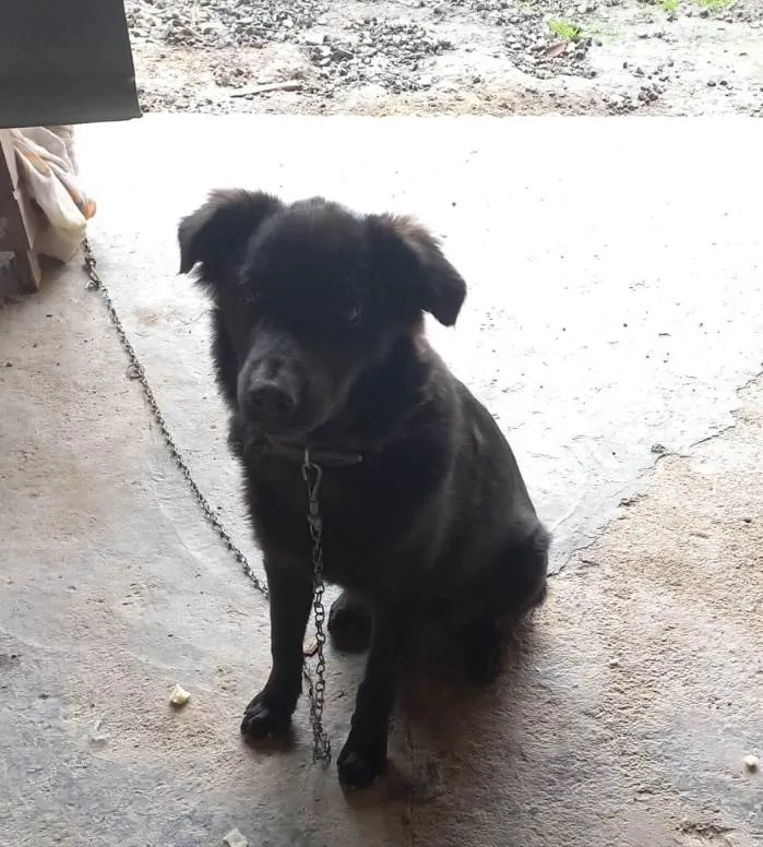 Cachorro ra a Chow Chow idade 2 a 6 meses nome Fiona