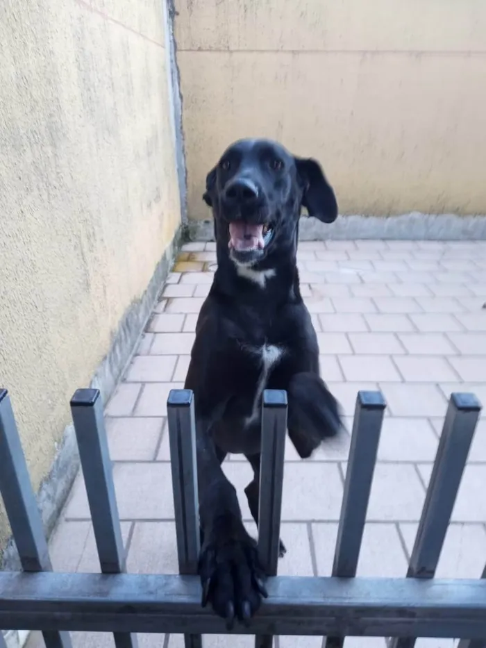 Cachorro ra a Dogue Alemão idade 6 ou mais anos nome Nila