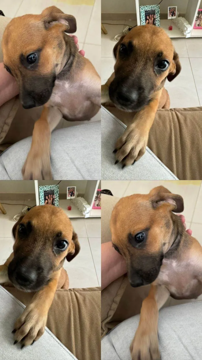 Cachorro ra a SRD-ViraLata idade Abaixo de 2 meses nome Mel 