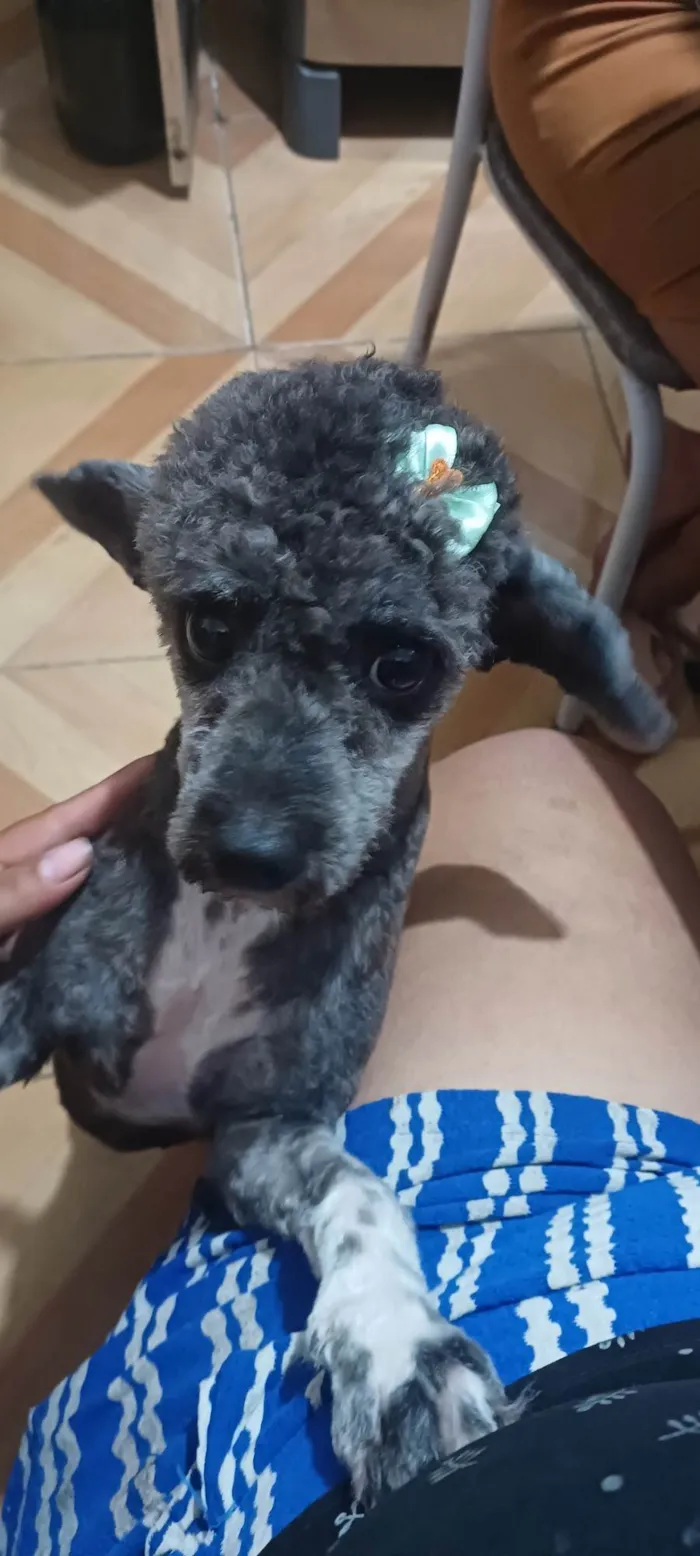 Cachorro ra a Poodle idade 7 a 11 meses nome Kiara 