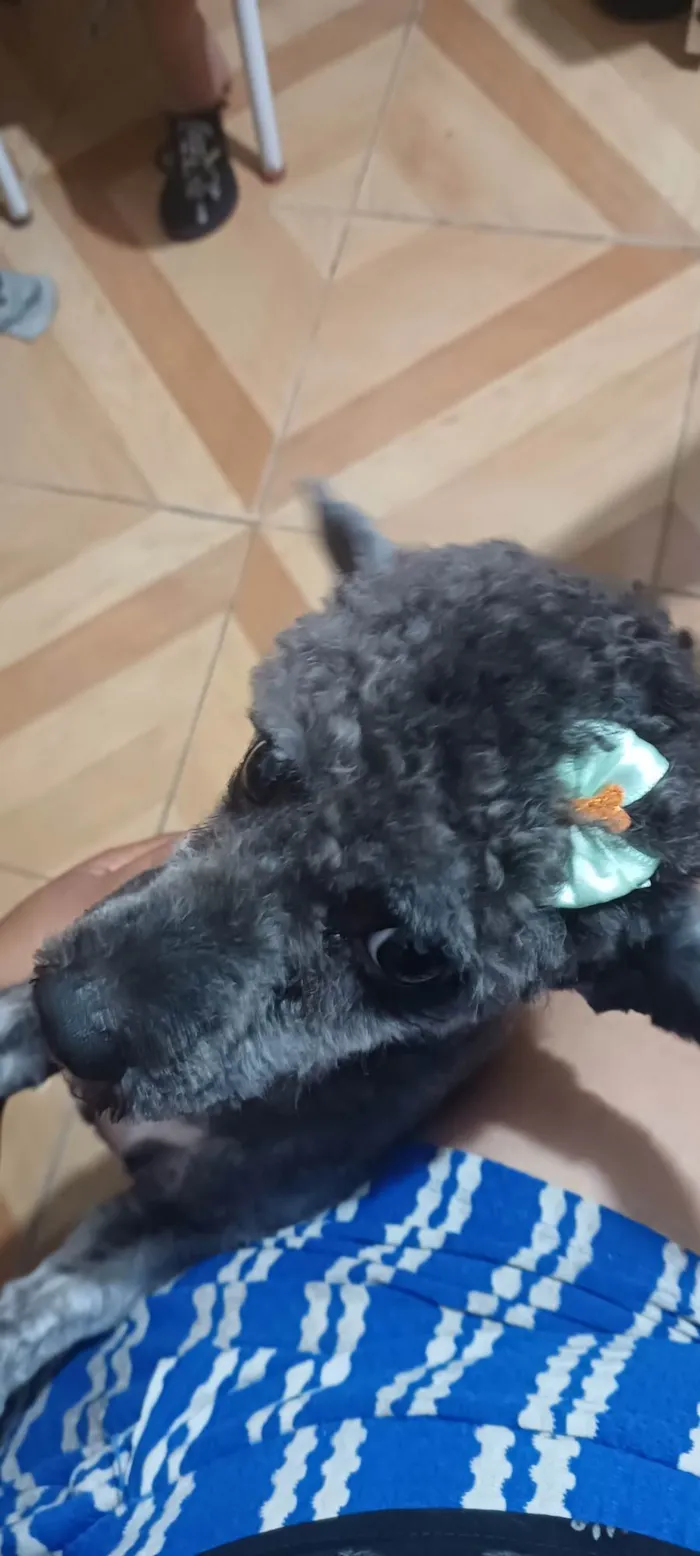 Cachorro ra a Poodle idade 7 a 11 meses nome Kiara 