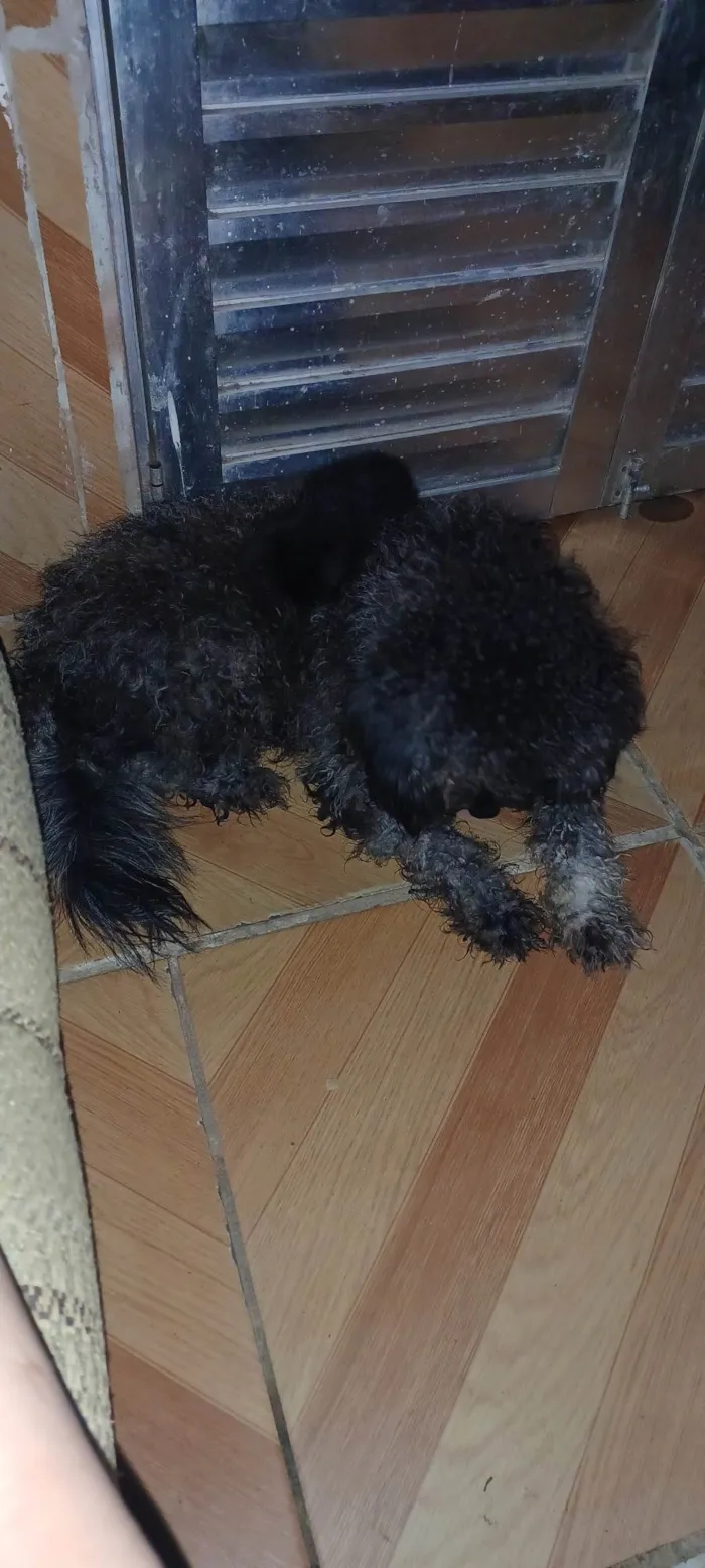 Cachorro ra a Poodle idade 7 a 11 meses nome Kiara 