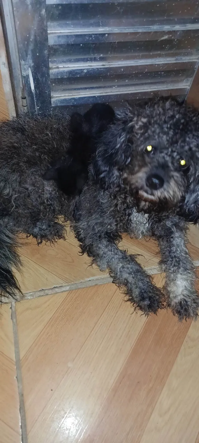 Cachorro ra a Poodle idade 7 a 11 meses nome Kiara 