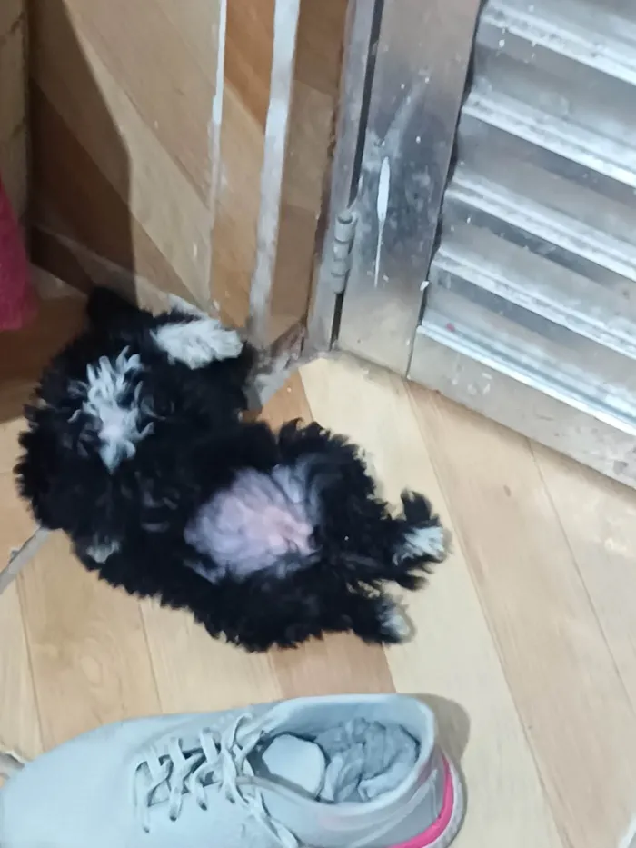 Cachorro ra a Poodle idade 7 a 11 meses nome Kiara 