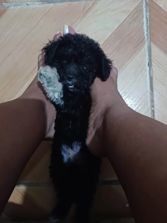 Cachorro ra a Poodle idade 7 a 11 meses nome Kiara 