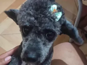 Cachorro raça Poodle idade 7 a 11 meses nome Kiara 