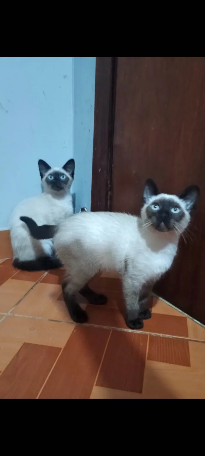 Gato ra a SRD-ViraLata idade 2 a 6 meses nome Cici e Mimi