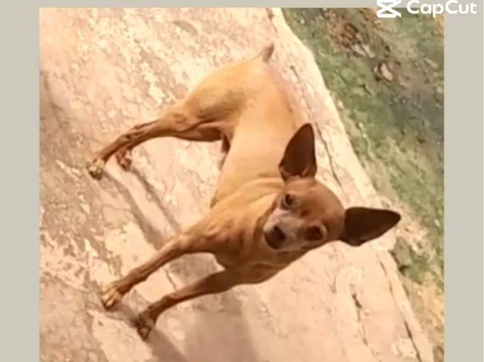 Cachorro ra a Pinscher idade 4 anos nome Pimpão 