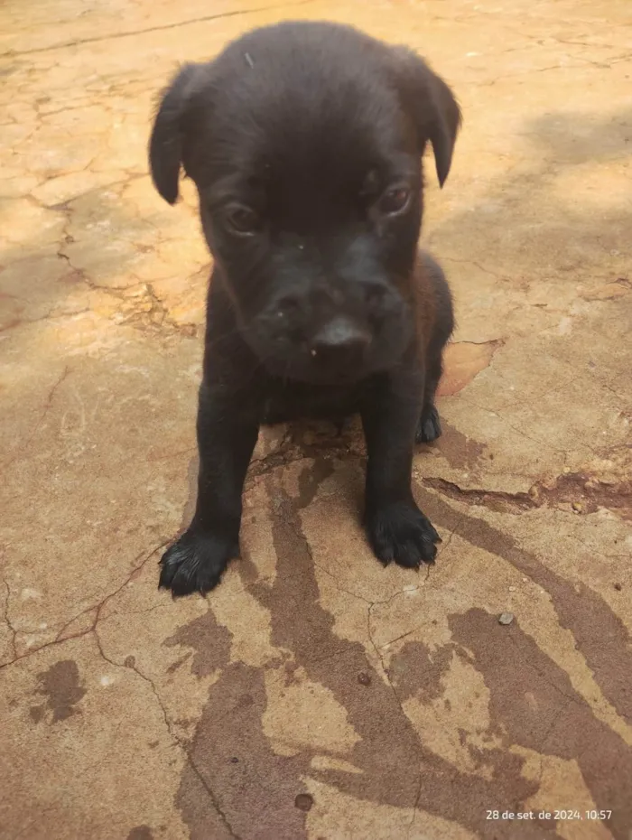 Cachorro ra a SRD-ViraLata idade Abaixo de 2 meses nome Sem Nome