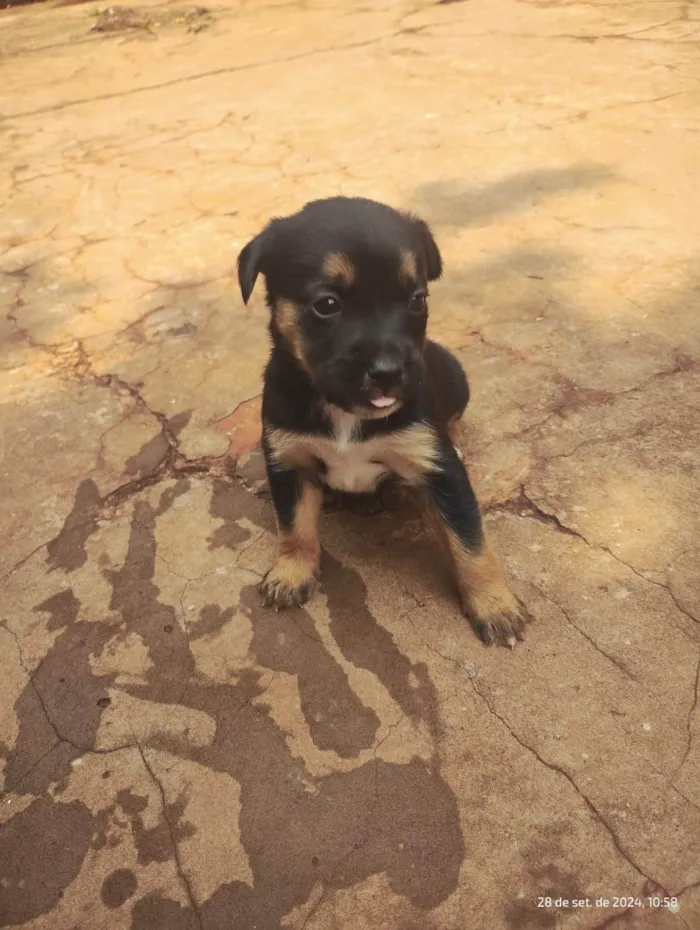 Cachorro ra a SRD-ViraLata idade Abaixo de 2 meses nome Sem Nome