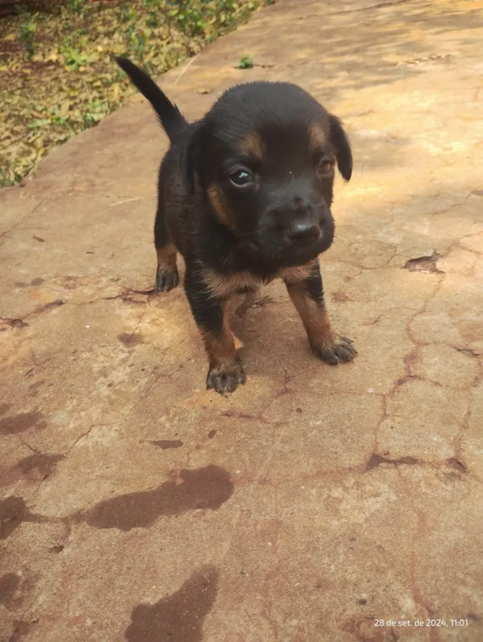 Cachorro ra a SRD-ViraLata idade Abaixo de 2 meses nome Sem Nome