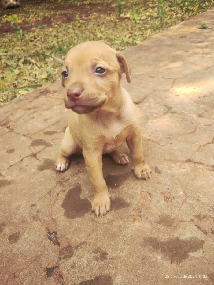 Cachorro ra a SRD-ViraLata idade Abaixo de 2 meses nome Sem Nome