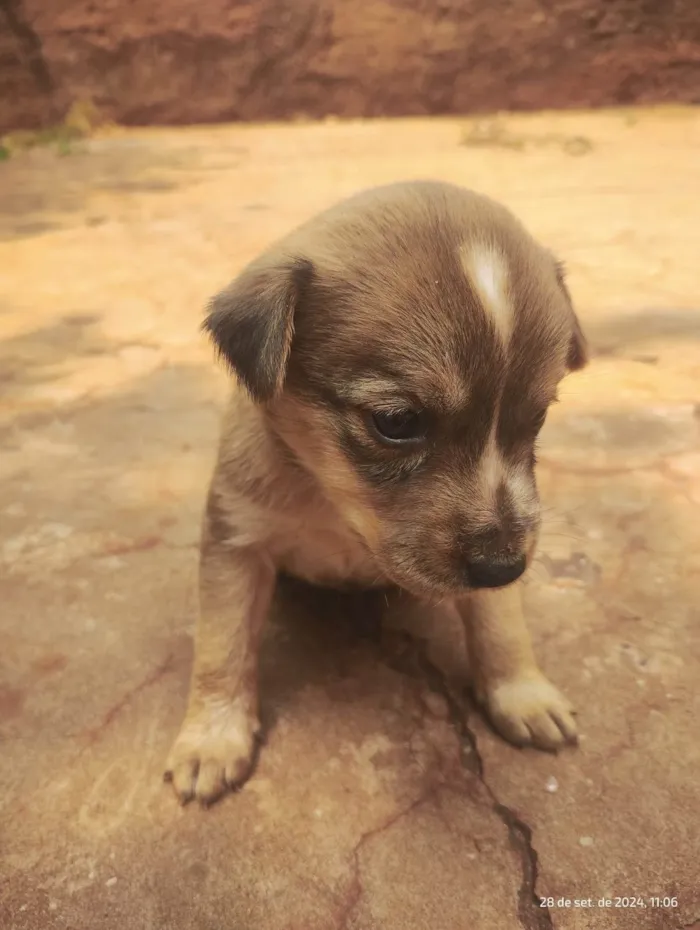 Cachorro ra a SRD-ViraLata idade Abaixo de 2 meses nome Sem Nome