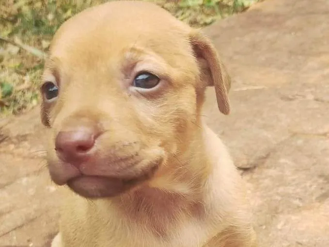 Cachorro ra a SRD-ViraLata idade Abaixo de 2 meses nome Sem Nome