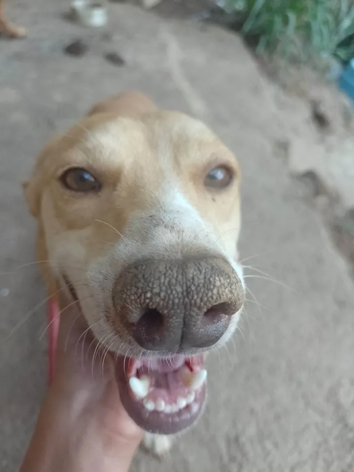 Cachorro ra a SRD-ViraLata idade 2 anos nome Mailon