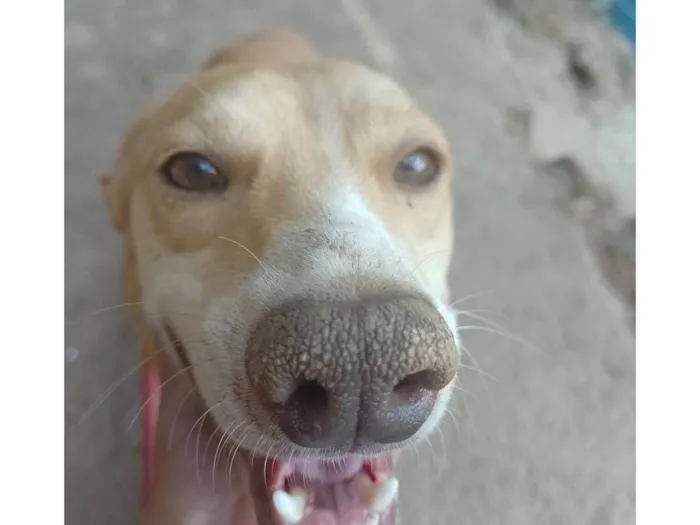 Cachorro ra a SRD-ViraLata idade 2 anos nome Mailon