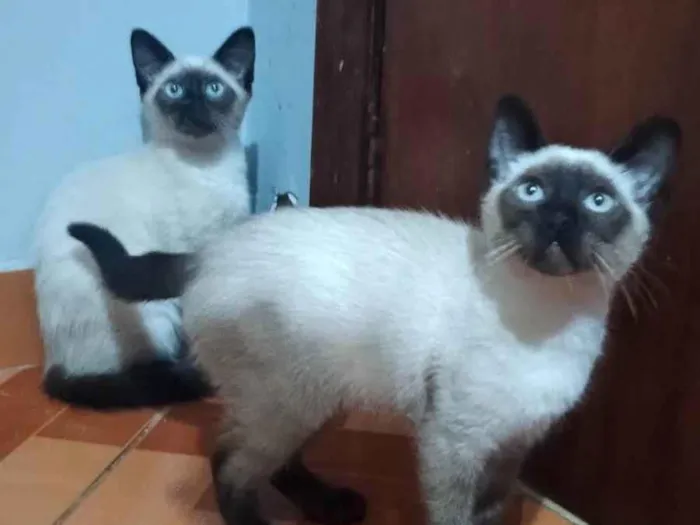 Gato ra a SRD-ViraLata idade 2 a 6 meses nome Cici e Mimi