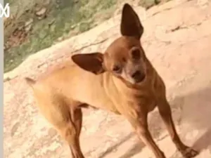 Cachorro raça Pinscher idade 4 anos nome Pimpão 