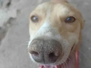 Cachorro raça SRD-ViraLata idade 2 anos nome Mailon