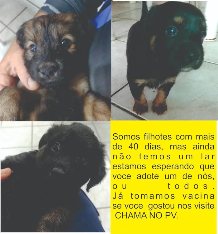 Cachorro ra a SRD-ViraLata idade Abaixo de 2 meses nome nao tem nomes ainda