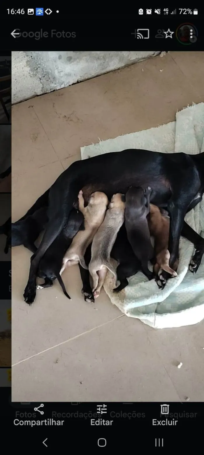 Cachorro ra a SRD-ViraLata idade Abaixo de 2 meses nome Sem nome