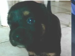 Cachorro raça SRD-ViraLata idade Abaixo de 2 meses nome nao tem nomes ainda