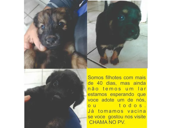 Cachorro ra a SRD-ViraLata idade Abaixo de 2 meses nome nao tem nomes ainda