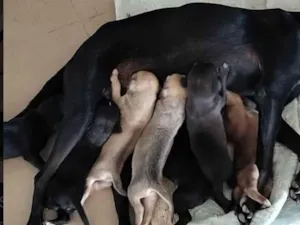 Cachorro raça SRD-ViraLata idade Abaixo de 2 meses nome Sem nome