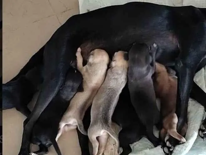 Cachorro ra a SRD-ViraLata idade Abaixo de 2 meses nome Sem nome