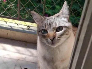 Gato raça SRD-ViraLata idade 5 anos nome Luna