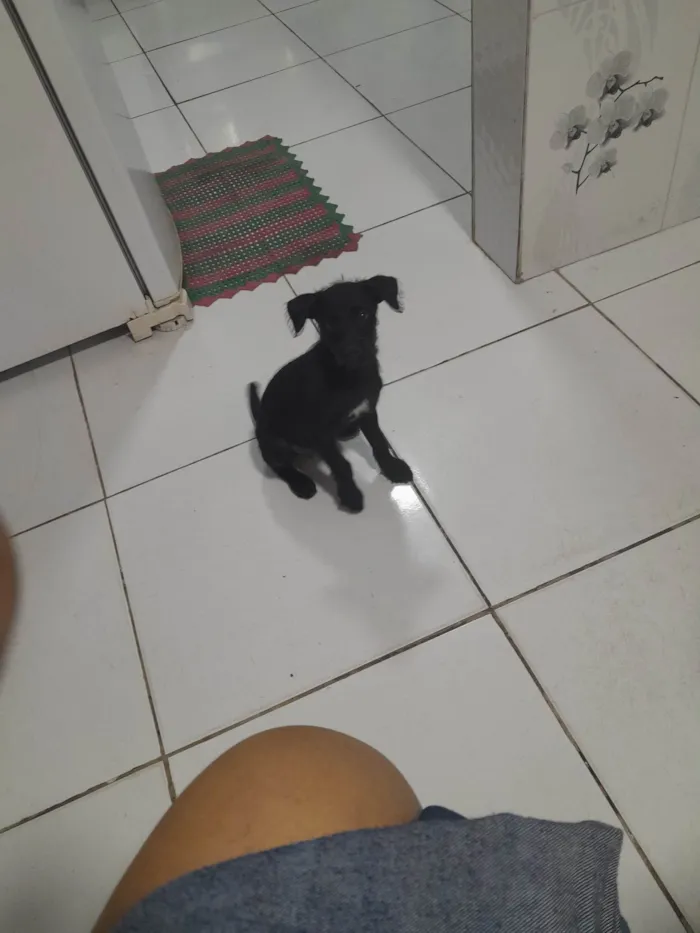 Cachorro ra a SRD-ViraLata idade 2 a 6 meses nome Solange