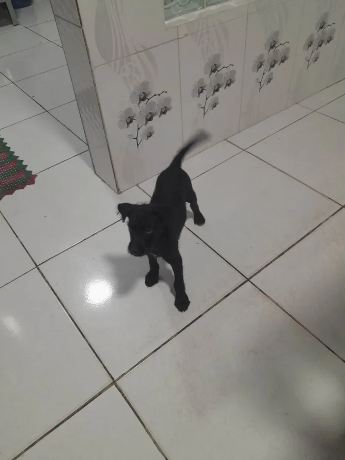 Cachorro ra a SRD-ViraLata idade 2 a 6 meses nome Solange