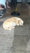 Chamo de linda