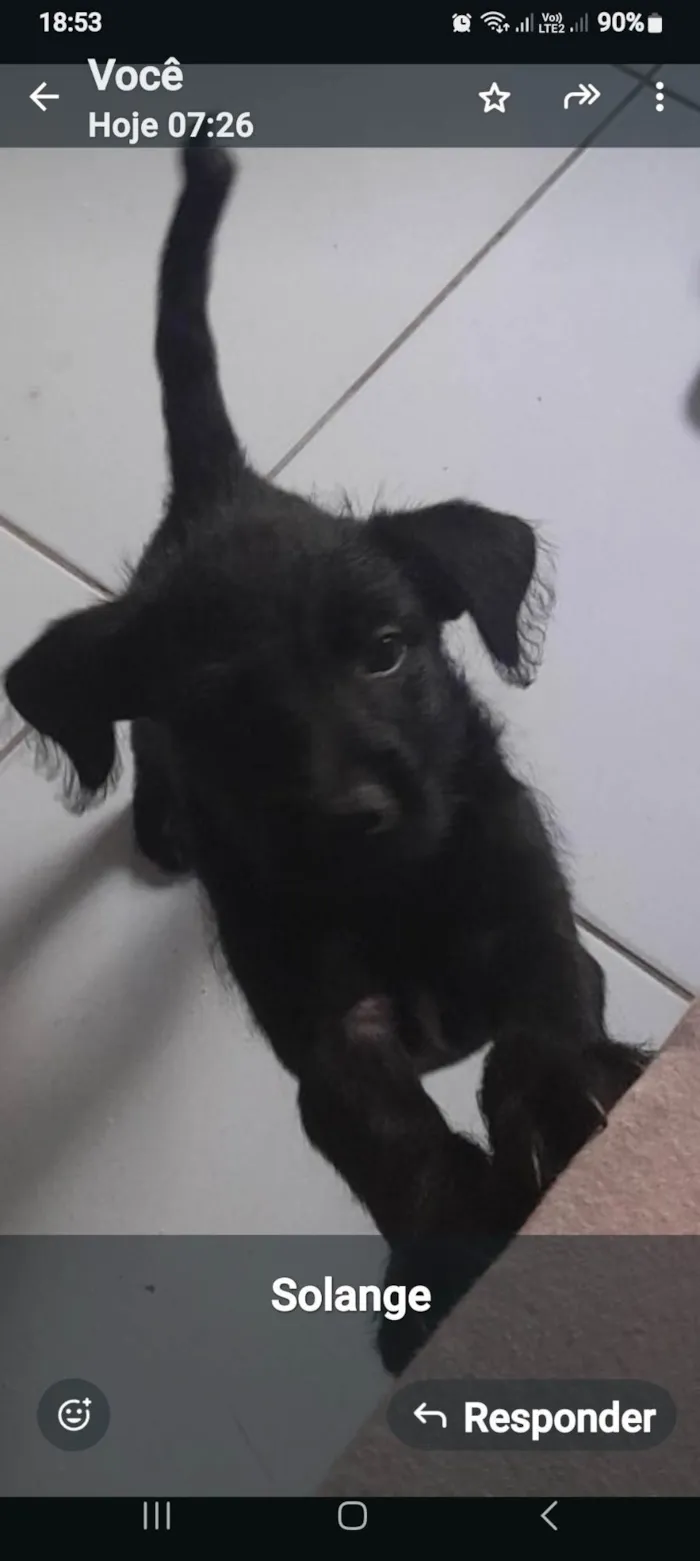 Cachorro ra a SRD-ViraLata idade 2 a 6 meses nome Solange