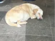 Chamo de linda