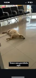 Chamo de linda