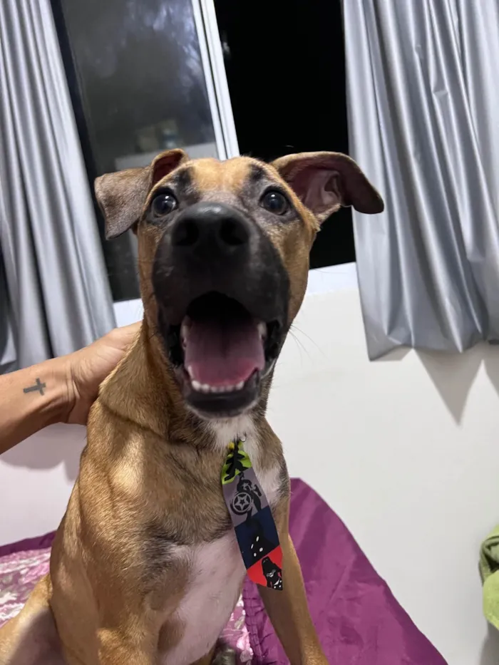 Cachorro ra a SRD-ViraLata idade 2 a 6 meses nome Nico