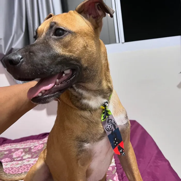 Cachorro ra a SRD-ViraLata idade 2 a 6 meses nome Nico