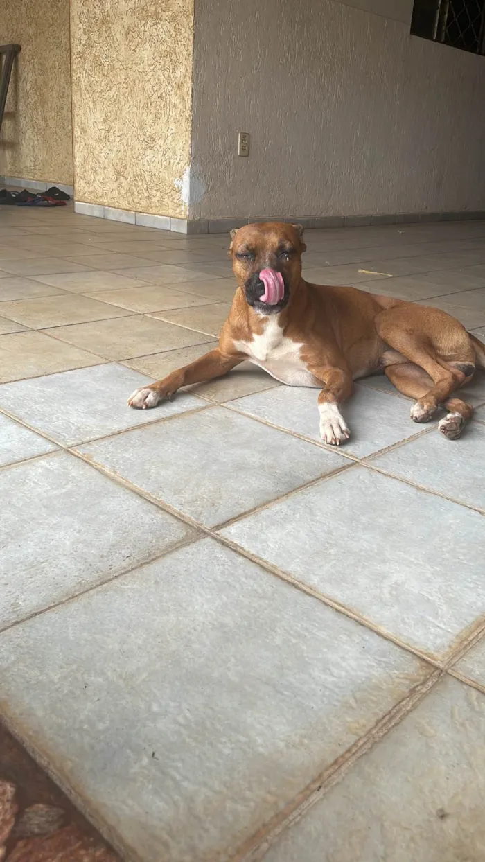 Cachorro ra a SRD-ViraLata idade 2 anos nome Roberto