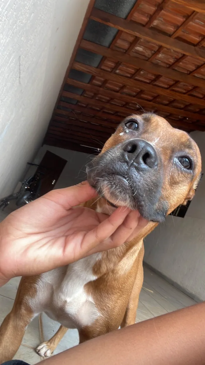 Cachorro ra a SRD-ViraLata idade 2 anos nome Roberto