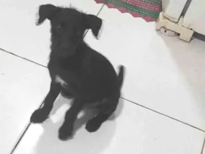 Cachorro raça SRD-ViraLata idade 2 a 6 meses nome Solange