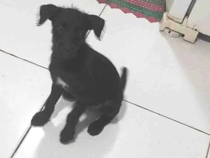 Cachorro ra a SRD-ViraLata idade 2 a 6 meses nome Solange