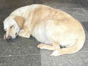 Cachorro raça SRD-ViraLata idade 1 ano nome Chamo de linda 