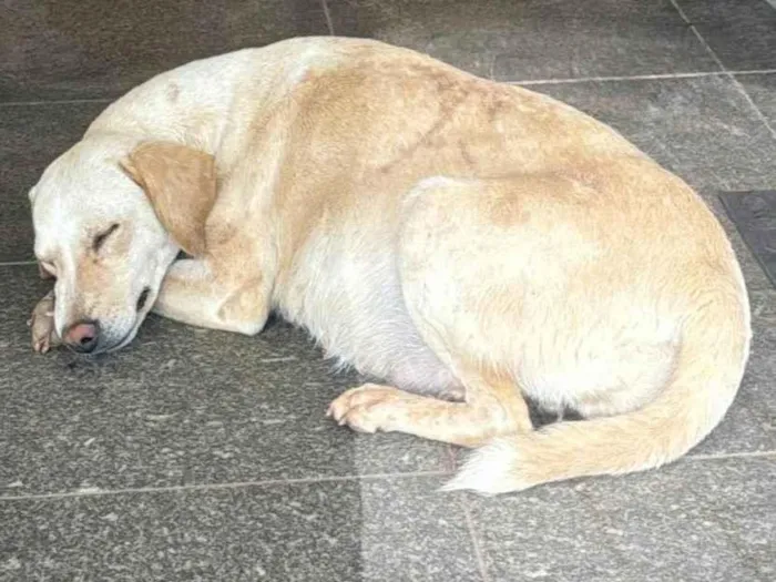 Cachorro ra a SRD-ViraLata idade 1 ano nome Chamo de linda 