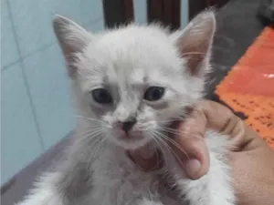 Gato raça Siamês idade 2 a 6 meses nome Mikaela 